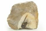 Long-Spined Cyphaspis Trilobite - Foum Zguid, Morocco #311138-1
